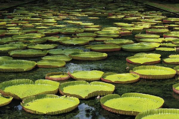 Pamplemousses water lilies